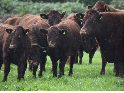 Field Of Cows Looking At The Camera Image