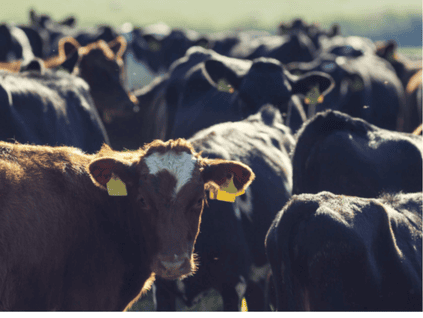 Cows In A Field Image