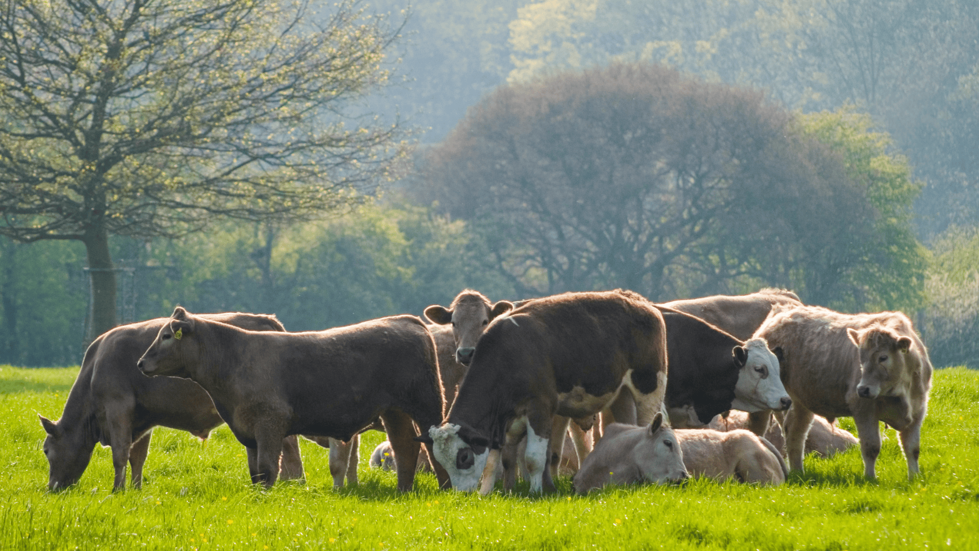 Animal Health Checks and Performance Reviews: How to Boost Herd Efficiency with Accurate Data 