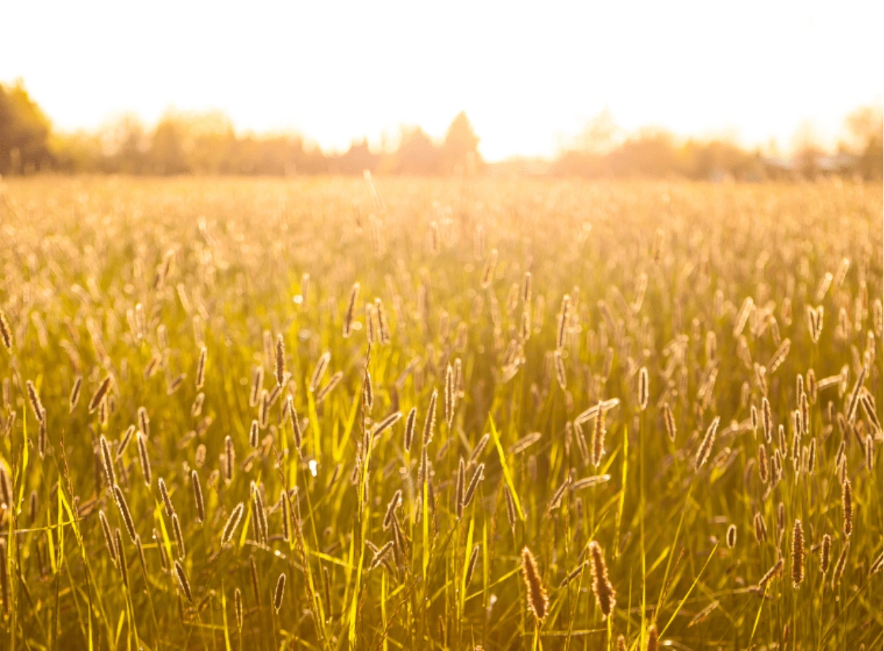 Field of wheat image