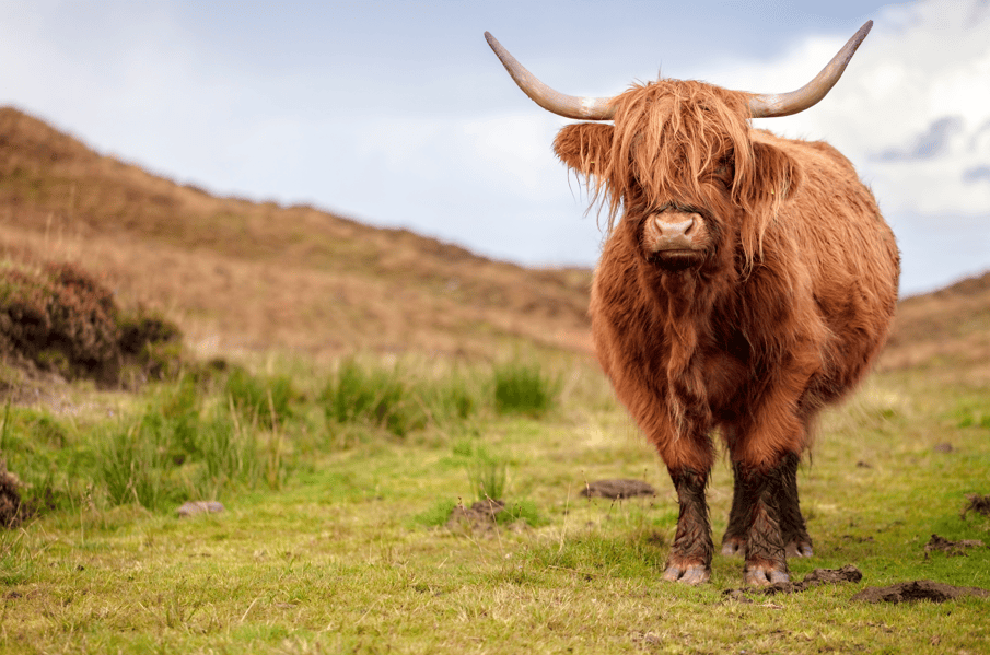 Royal Highland Show - Landmark